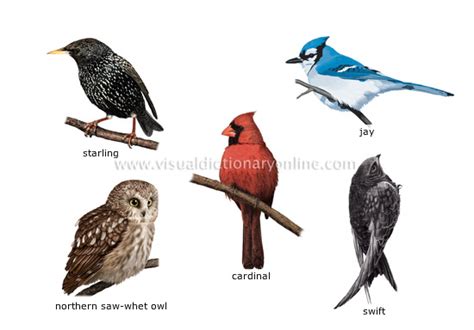 ANIMAL KINGDOM :: BIRDS :: EXAMPLES OF BIRDS [3] image - Visual Dictionary Online