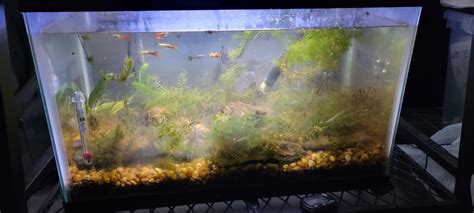 finally stocked a 1 of my 10 gallon aquariums - General Discussion - C ...