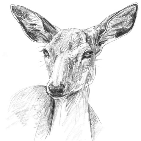 Discover more than 83 deer sketch art - in.eteachers