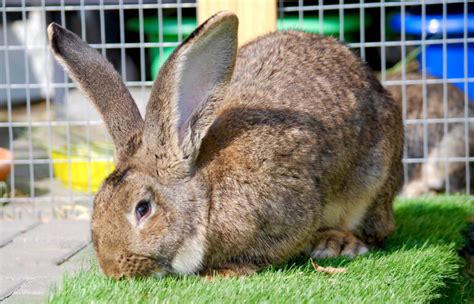 An Ultimate Guide for Beginner’s to Take Care of a Flemish Giant Rabbit