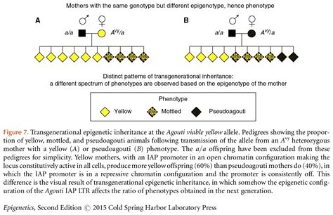 The Use of Mouse Models to Study Epigenetics