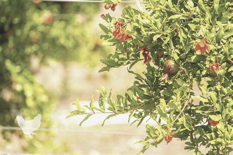 How To Prune A Pomegranate Tree? — Farm & Animals