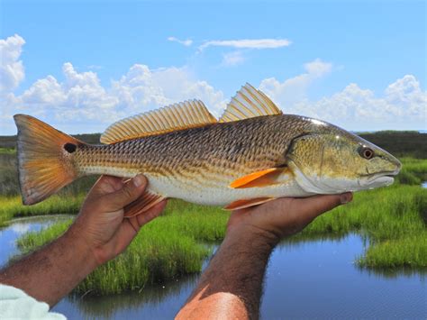 Best Redfish Lures for 2020 - Fishmasters.com