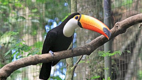 15 Recommended animals to see in the Amazon rainforest | Blog Machu ...