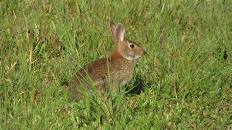 Eastern Cottontail - eMuseum of Natural History