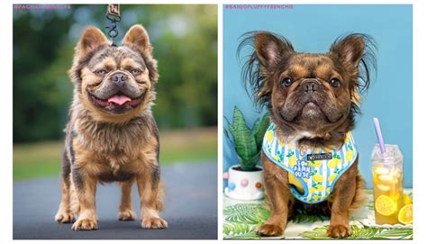 A Fluffy Frenchie? Yes, They’re Real: Meet 5 of Them - Rocky Kanaka