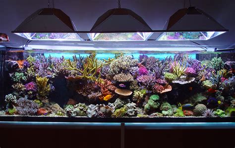 Fish Tank Set Up: Starting Your Saltwater Aquarium - Aquatics World