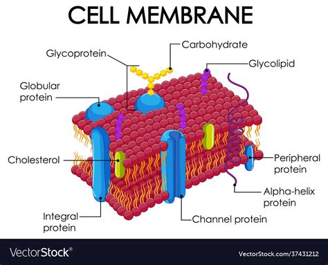 Human cell membrane structure Royalty Free Vector Image