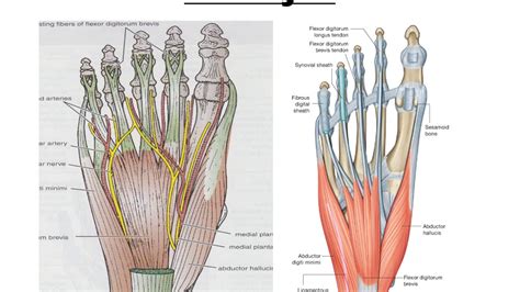 Sole of Foot || Lower Limb || Anatomy - YouTube