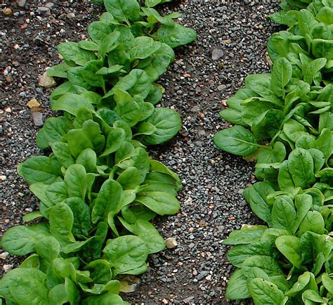 How To Grow Spinach – Groorganic.net