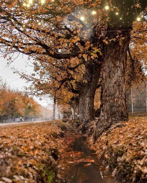 Pocahontas County, WV : r/AutumnPorn