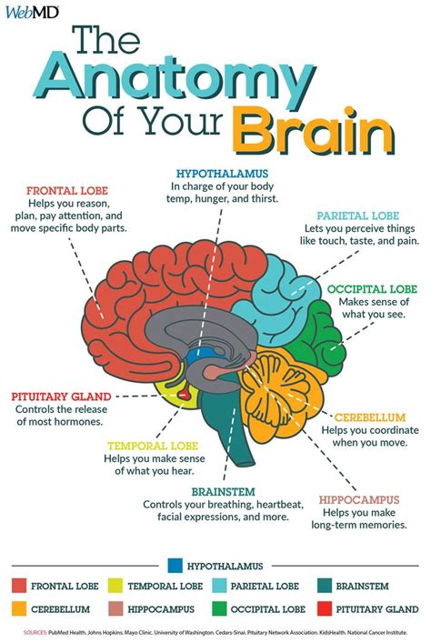 Brain Anatomy: Myths and Facts