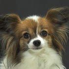 Papillon vs. Toy Poodle | Dog Care - Daily Puppy