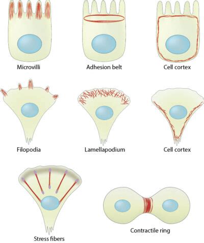 How are actin filaments distributed in cells and tissues ...