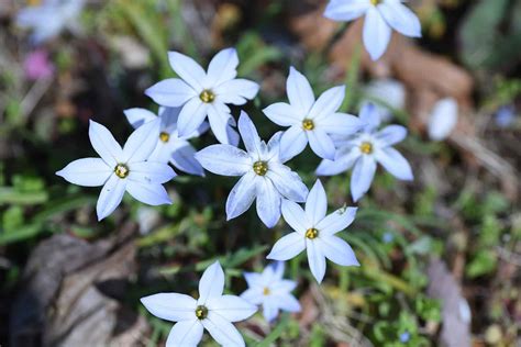 10 Star Shaped Flower Varieties For Every Garden