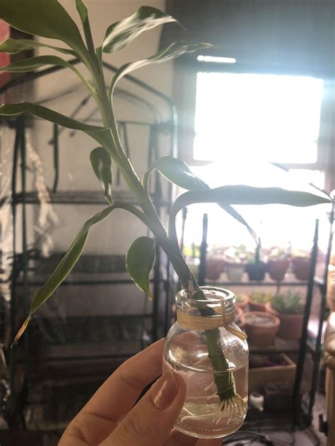 2 week progress on bamboo propagation : r/houseplants