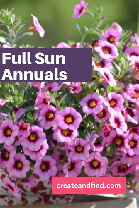 Full Sun Annuals for a Beautiful Yard | Full sun annuals, Annual plants, Full sun flowers