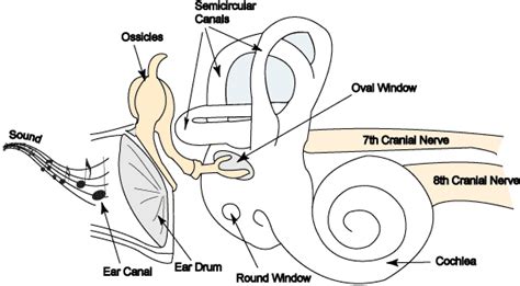 Ear Anatomy – Inner Ear | McGovern Medical School