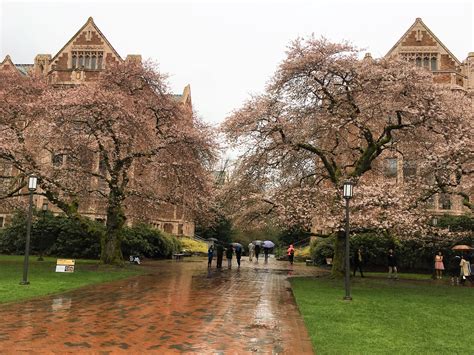 UW Cherry Blossoms Blooming Now, Despite Cold Weather - Seattle, WA Patch