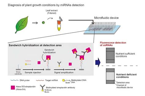 The dawn of microfluidic devices for rapid miRNA detection - Ideal Inside