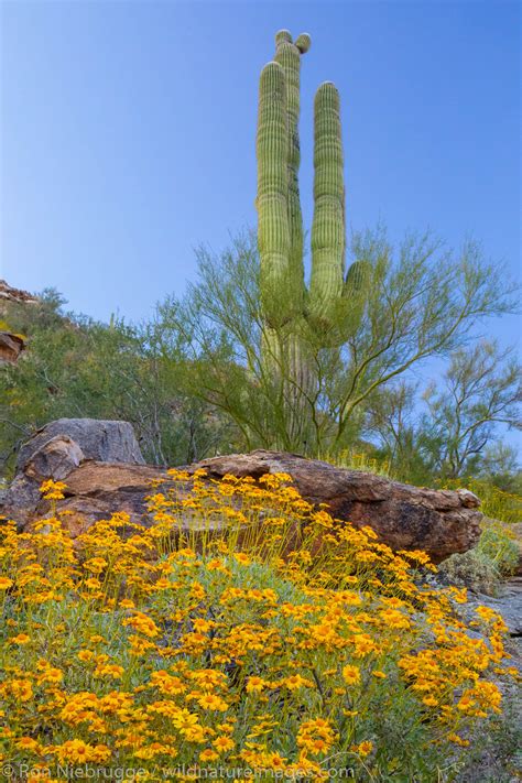 Desert Wildflowers | Photos by Ron Niebrugge