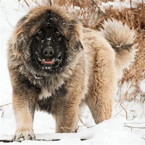 Caucasian Shepherd Dog - Breed Information and Details