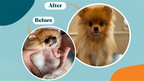 My Dog has Alopecia: What should I do & Understanding and Treating ...