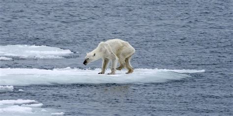 Photographer Links Heartbreaking Image Of Polar Bear To Climate Change And Post Goes Viral On ...