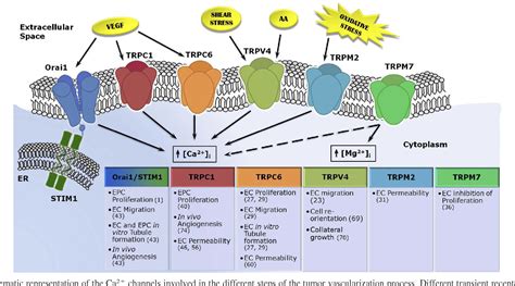 Figure 1 from Ion channels and transporters in cancer. 6. Vascularizing ...