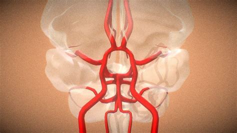 3d model showing the circle of willis and the branches supplying various parts… | Circle of ...