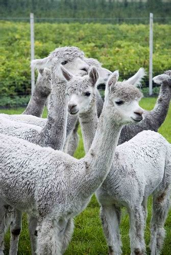 At the Alpaca Farm | Alpaca's seem to be very curious and ar… | Flickr