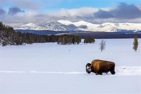 Bison In Yellowstone Photograph by Siyu And Wei Photography - Pixels