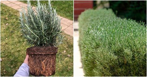 How To Grow A Rosemary Hedge (& 10 Reasons Why You Should) - Gardeniaworld