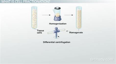 😂 Difference between differential and density gradient centrifugation ...