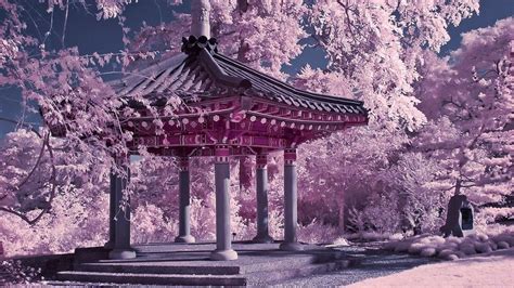 Japan Cherry Blossom Wallpapers - Top Free Japan Cherry Blossom Backgrounds - WallpaperAccess