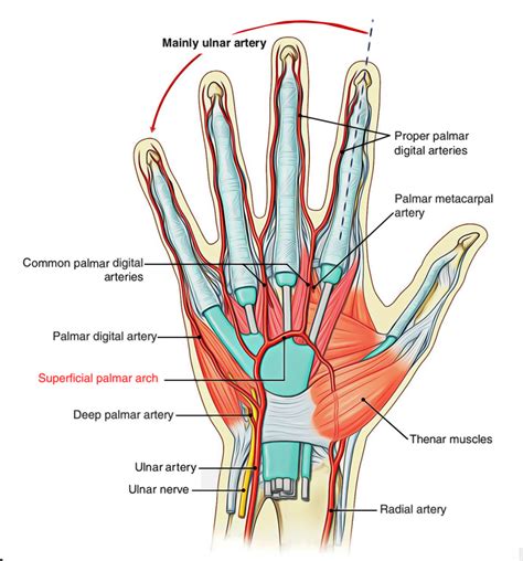 Superficial Palmar Arch – Earth's Lab