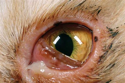 Assessing conjunctivitis in cats | Vet Times