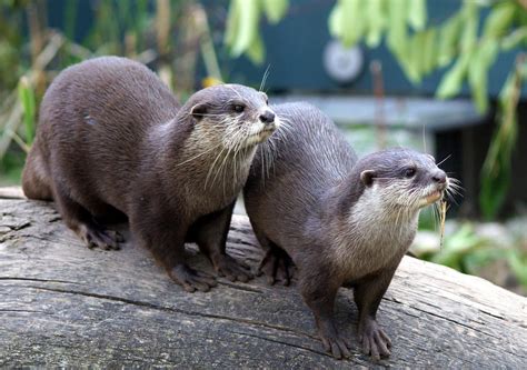 Eurasian otter - Alchetron, The Free Social Encyclopedia