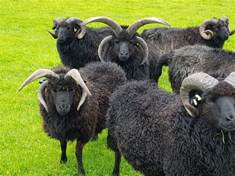 Enigmatic Icon: Exploring the Mystique of the Four-Horned Hebridean ...