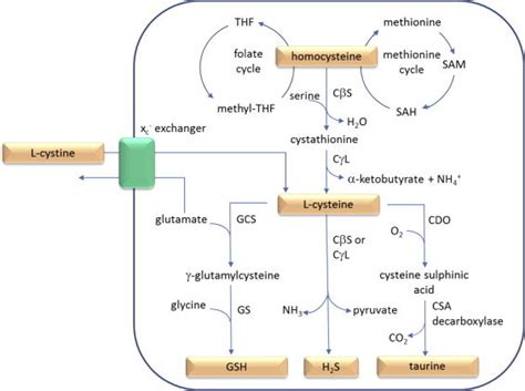 Cysteine Biosynthesis Pathway