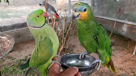 Indian Ringneck Parrot Greet Baby Amazon Parrot - YouTube