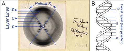 Structure of B-DNA. A. Photograph 51 of B-DNA. X-ray diffraction ...