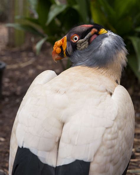 King Vulture | Zoo Atlanta