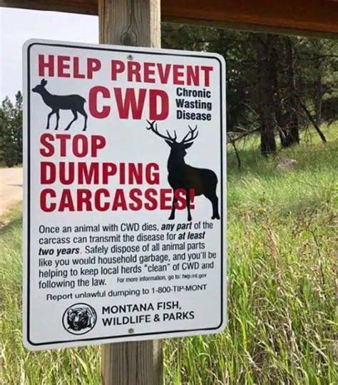 Deer Disease: Are CWD and EHD Still Problems? - North American Bow Hunter