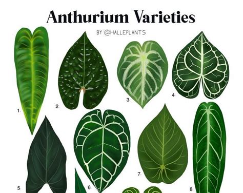 Variegated Varieties - Plant Identification Diagram - Digital Download ...