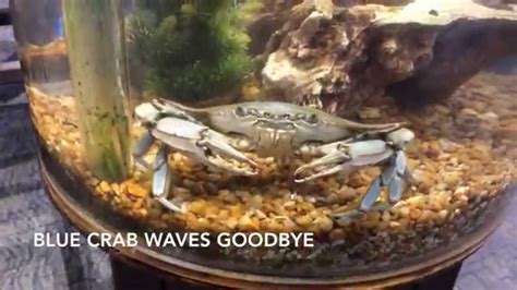 Blue Crab Waves Goodbye - YouTube