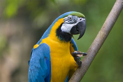 File:Blue-and-yellow Macaw (Ara ararauna) -9.jpg - Wikimedia Commons