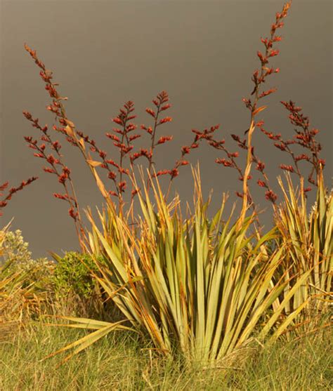 Phormium tenax (New Zealand Flax)