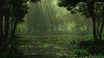 Swamp, wetland HD wallpaper | Pxfuel