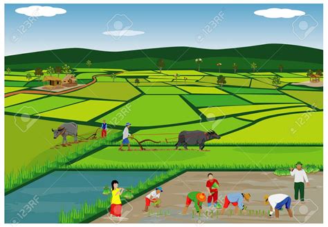 ricefield clipart 10 free Cliparts | Download images on Clipground 2024